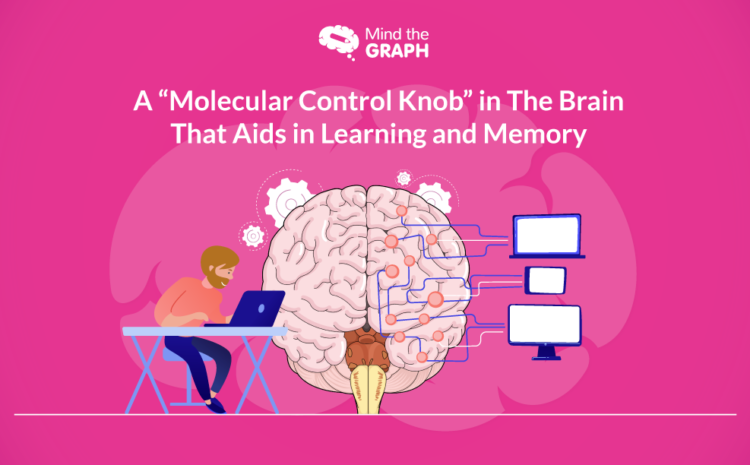 Изображение из иллюстрации - Молекулярный регулятор в мозге, который помогает в обучении и памяти