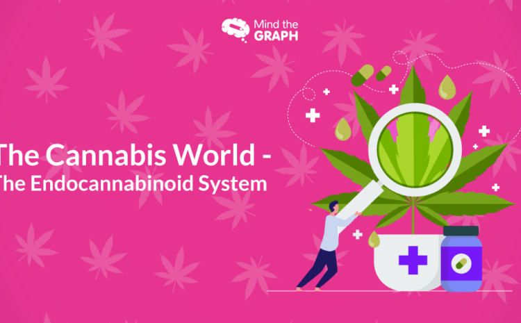 El mundo del cannabis El sistema endocannabinoide