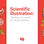 Scientific illustration: The key to a world of visual science