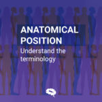 Anatomical Position